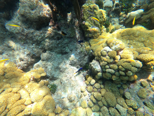 Looe Key coral