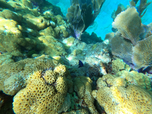 Looe Key coral