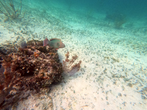 Newfound Harbor Key reef