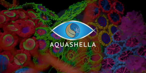 Aquashella Dallas